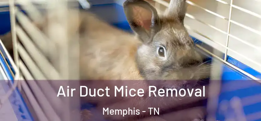  Air Duct Mice Removal Memphis - TN